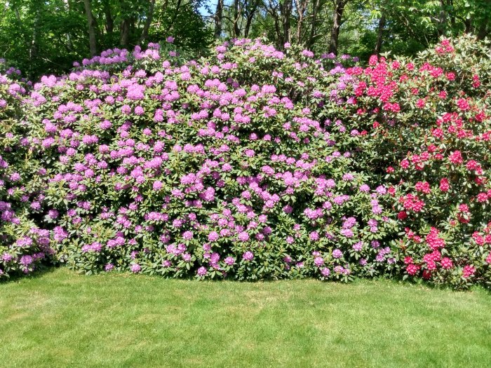 Blommande rhododendronbuskar i olika nyanser av rosa med gräsmatta i förgrunden.