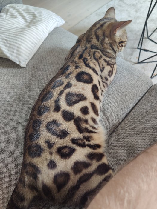 Bengalkatt med leopardmönstrad päls vilar på en soffa.