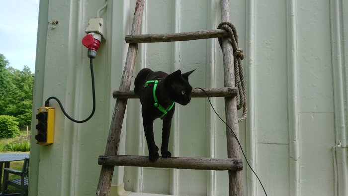 Svart katt med grönt halsband klättrar på trästege vid grön container, nära elektrisk installation.