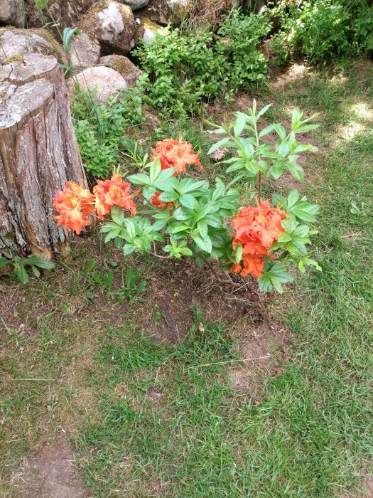 Blommande orange rhododendronbuske bredvid en gammal trädstubbe och stenmur i en trädgård.