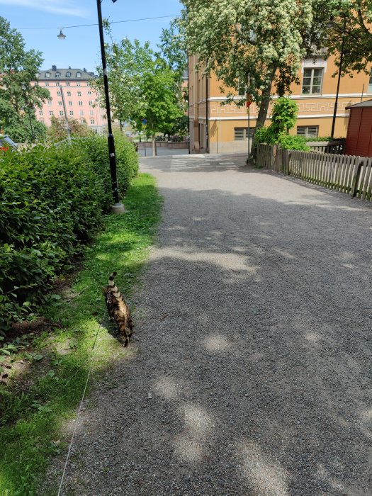 Katt som går på en grusgång med sele och koppel i en stadsmiljö, omgiven av grönska och byggnader.