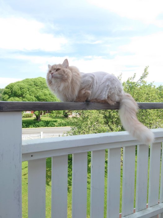 Klippt katt ligger avslappnat på en balkongräcke mot en grönskande bakgrund.