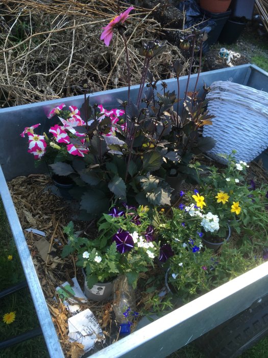 Blommor redo för plantering i en korg: vit, blå och gul lobelia samt rosa vitpetunior i en trädgårdskärra.