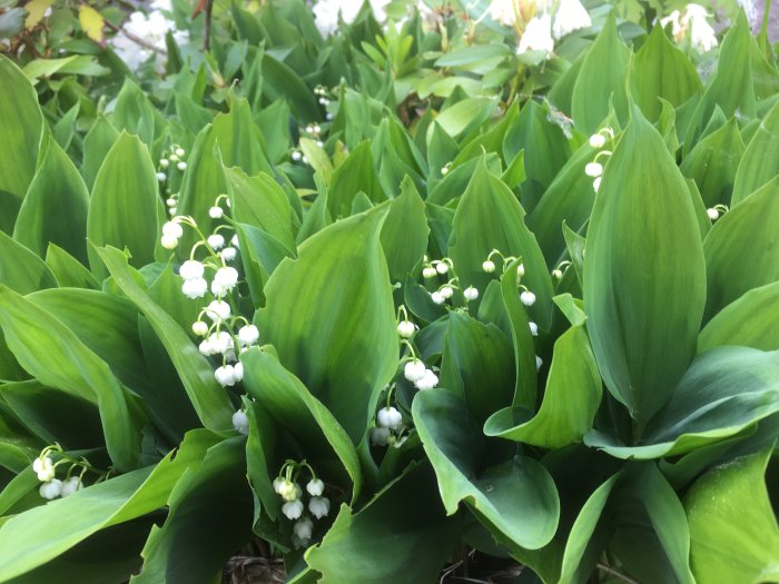 Närbild på blommande liljekonvaljer med saftiga gröna blad och vita blommor.