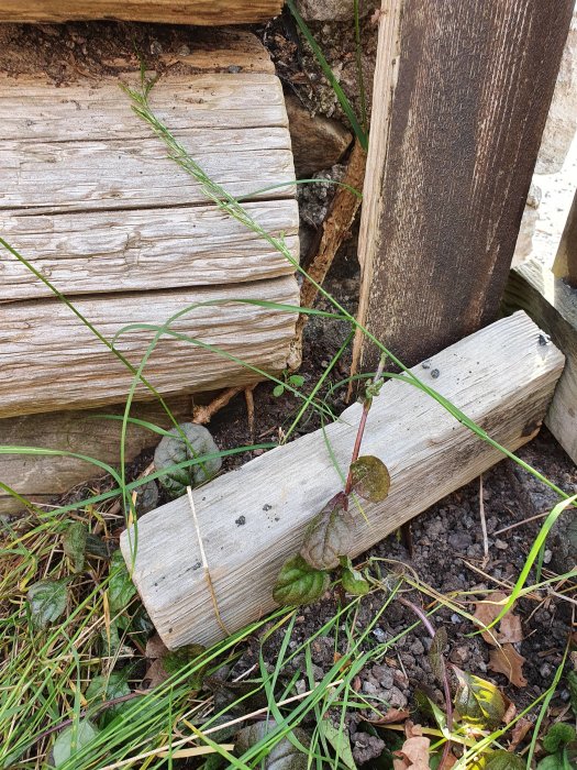 Tryckta stockar som glidit från en stenmur, med en armeringspinne synlig, i en trädgård.