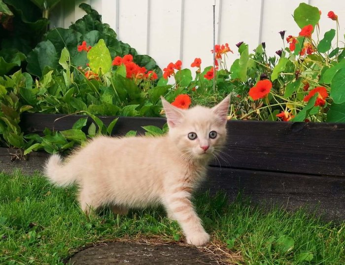 En ung ljus kattunge med blå ögon bland röda blommor och gröna blad i en trädgård.