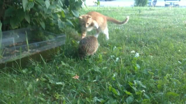 Orange och vit katt interagerar med en igelkott på en gräsmatta.