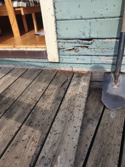 Trädäck med skovel nära en skadad friggebodvägg angripen av skogsmyror.