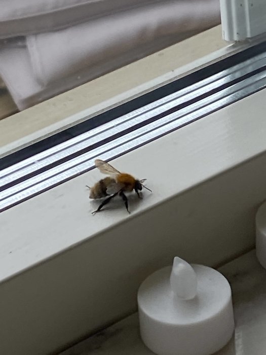 Insekt med getingliknande kropp och bi-lik täckning vilar på en fönsterkarm.