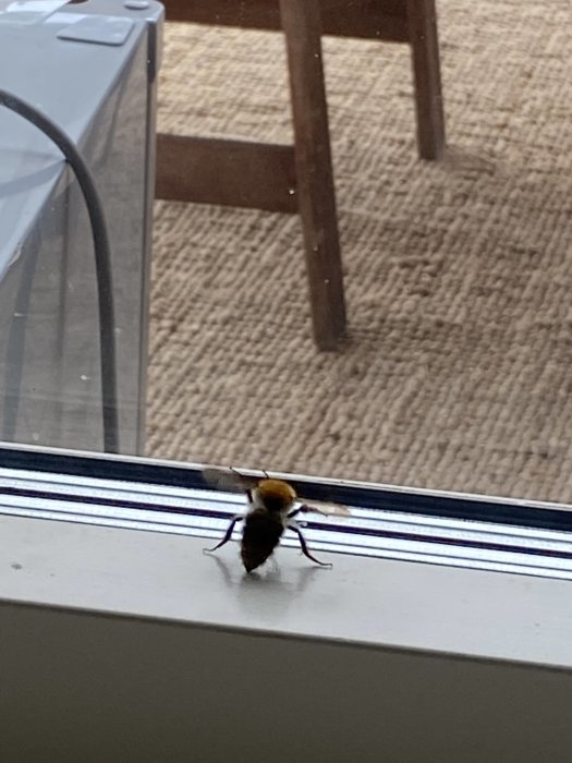 Stort insekt liknande en geting på en fönsterkarm inomhus, ser ut som en blandning av humla och bi.