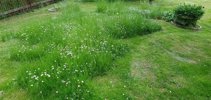 Gräsmatta med blommande krokusar och tusenskönor blandat med oklippt gräs och ett blommande buskage.