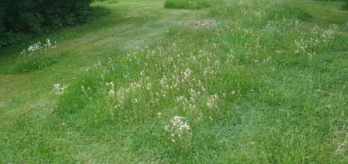 Gräsmatta med oskuren del full av krokusar och andra vilda blommor.