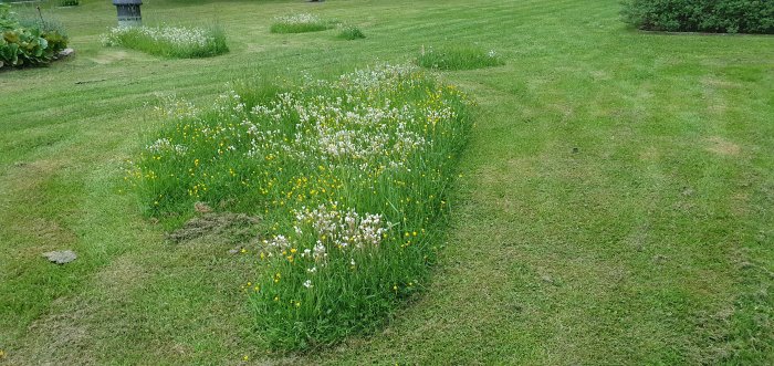 Gräsmatta med klippta och oklippta delar där vita och gula blommor blommar.