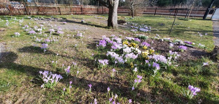 En trädgård med hundratals ljuslila och vita krokusar samt gula narcisser som blommar i en gräsmatta.