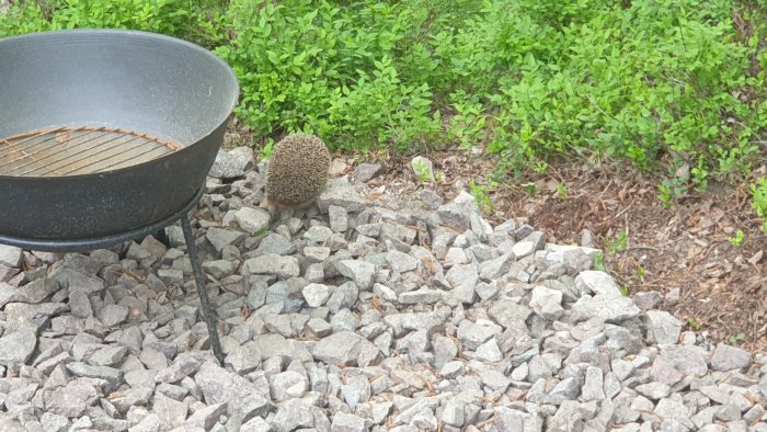 Ett igelkott går över grå stenar vid sidan av en svart eldstad utomhus med gröna växter i bakgrunden.