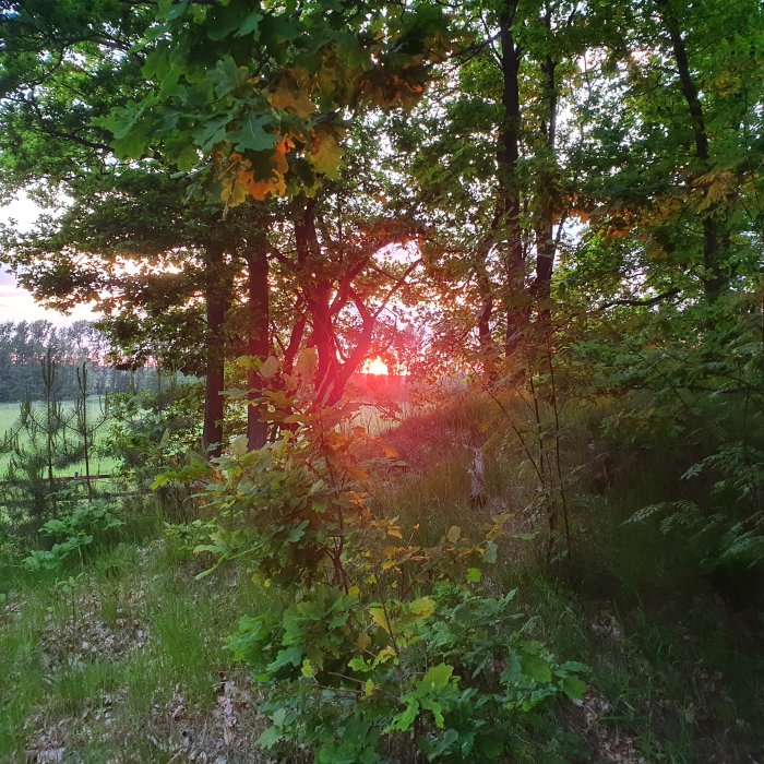 Solnedgång som skiner genom trädens lövverk i en skogsglänta.