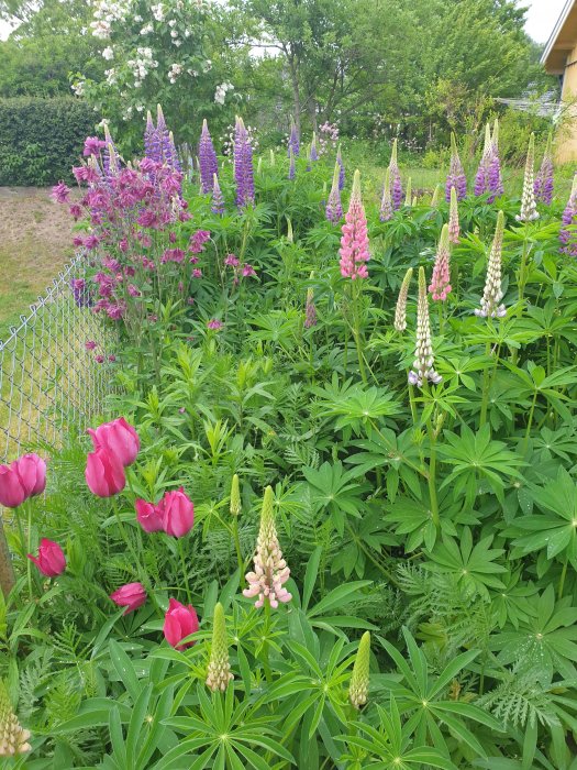 Trädgård med blommande lupiner i lila och rosa nyanser, rosa tulpaner och gröna lövverk.