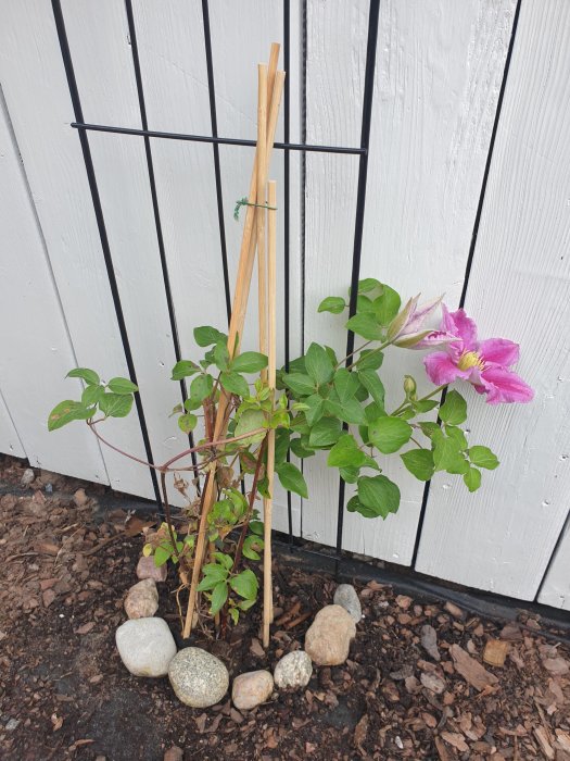 En nyligen planterad klematis med en rosa-lila blomma och knoppar mot en vit träspaljé med stödpinnar och runda stenar vid basen.