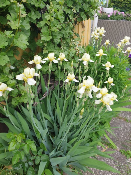 Ett blomsterhav av utslagna gula iriser bland gröna blad och andra blandade växter i en trädgård.