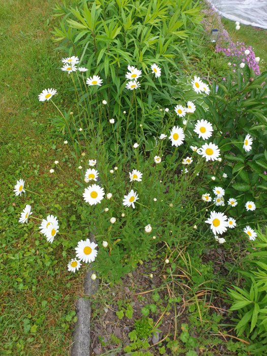 Blommande prästkragar i trädgården med olika växtlighet i bakgrunden.