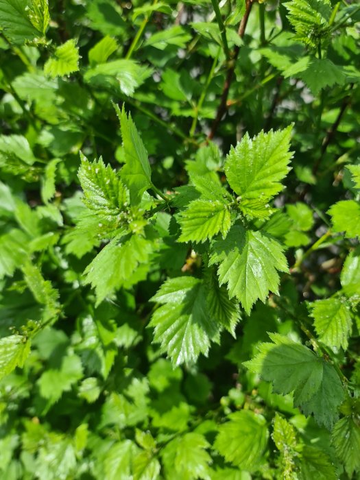 Gröna blad av möjlig hagtornshäck utan blommor eller bär i solljus.