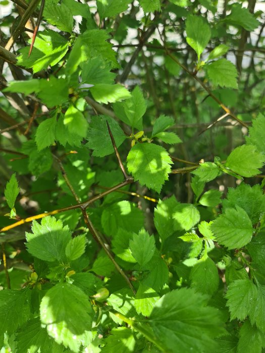 Gröna löv på en buske som kan vara en hagtornsansort utan blommor eller bär.