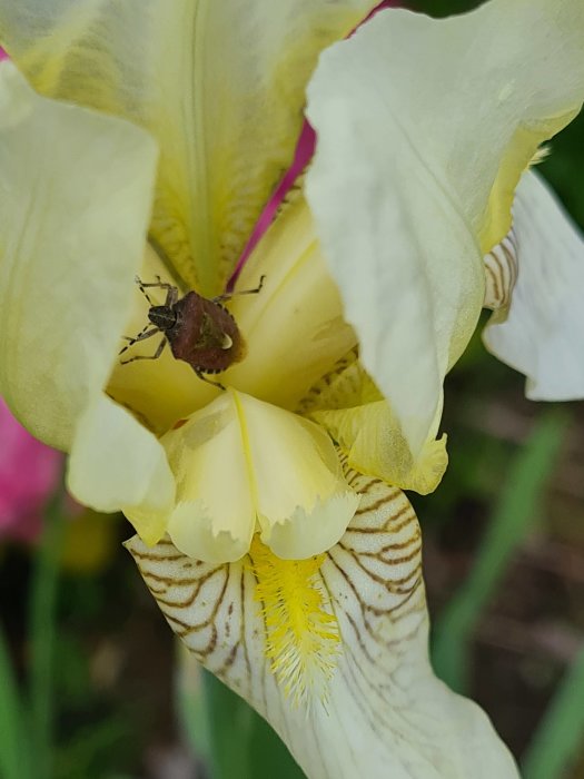 En insekt på de gula och vita kronbladen av en irisblomma.