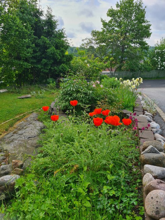 En blomstrande rabatt med röda och vita blommor längs en uppfart, omgärdad av stenar.