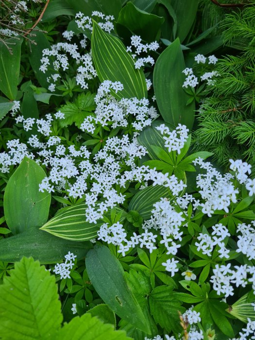 Välskött rabatt med små vita blommor och gröna bladverk längs en uppfart.