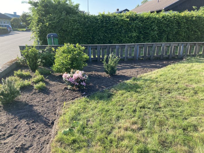 Nyrensat blomsterrabatt med planterade buskar och ett staket mot gräsbevuxen trädgård.