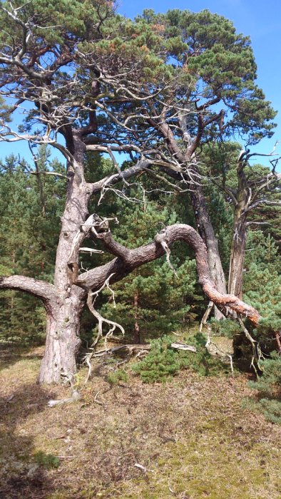 Gammal knagglig furuträd med tjock stam och grenar som bildar insynsskydd.
