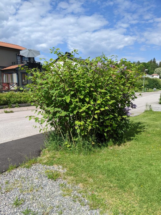 Parkslide och syrenbuskar vid en husfasad med gräsmatta och asfalterad gångväg.