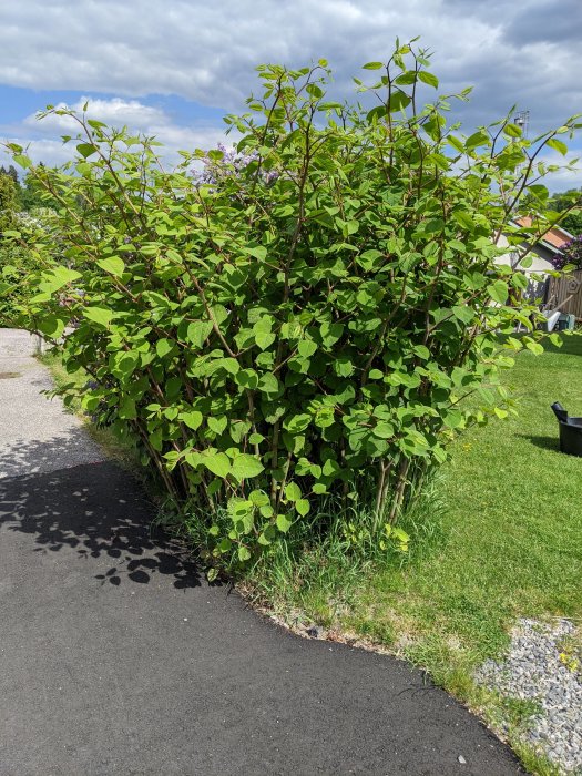 Parkslide vid husets framsida, integrerad med en syrenbuske, bredvid en asfalterad gångväg.