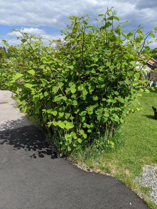 En frodig parkslideväxt bredvid en asfalterad väg och gräsmatta med synlig syren i bakgrunden.