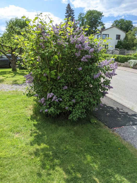 Blomstrande syrenbuske bredvid en gräsmatta framför ett hus, med misstänkt parkslide under.