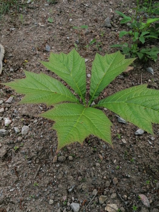 Okänd storbladig växt med gröna kraftiga blad i grusig trädgård, jämförelse med en sko synlig.