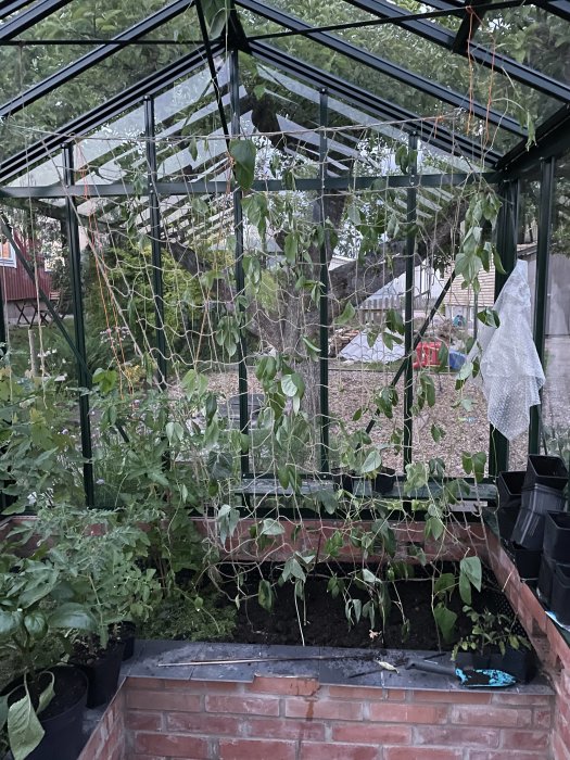 Ett växthus med frodiga gröna plantor och nät för klättrande växter tre timmar efter omplantering.
