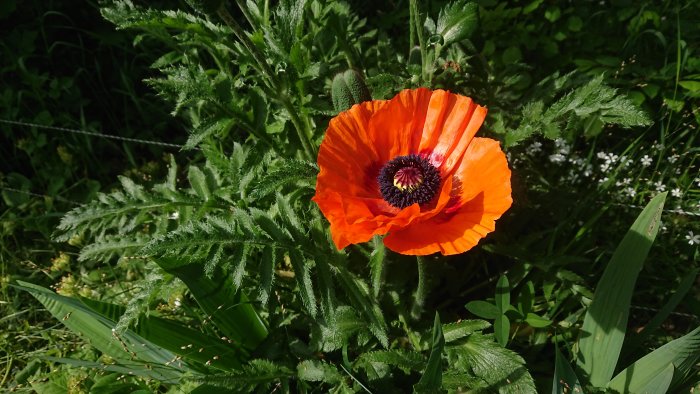 Röd vallmoblomma, möjlig P. orientale, utan fläck på kronbladen omgiven av grönt bladverk.