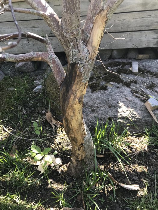 Träd med delvis avlöst och sprucken bark som visar tecken på ringbarkning mot gräsmark och staket.