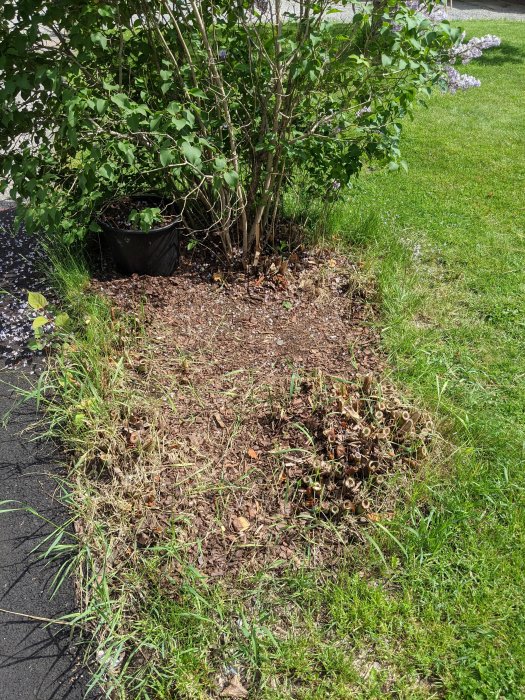 Planta med nya skott runt moderplantan i gräsmatta med synliga knölar och löv.