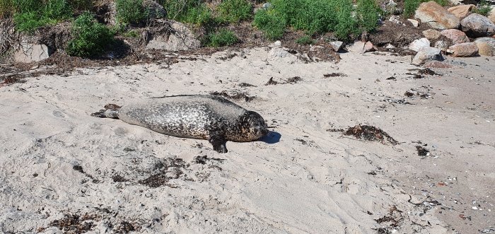 En säl ligger på sandstranden bland stenar och tång under en klar dag.