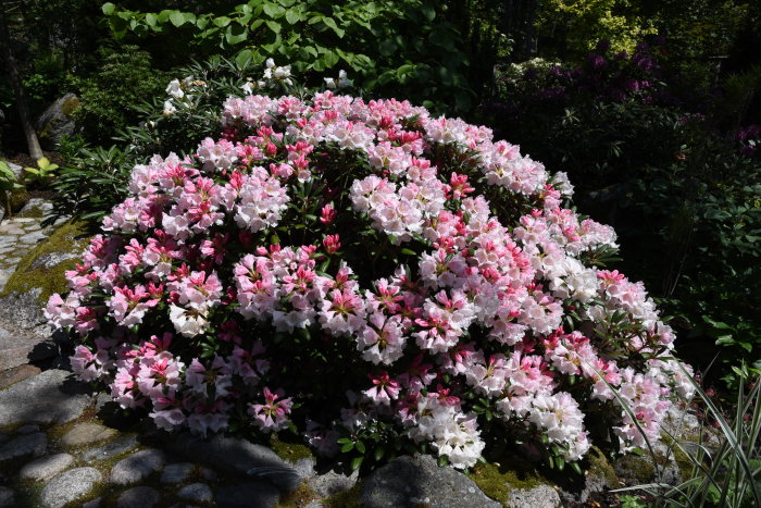 Blommande Rhododendron 'Koichiro Wada' med rosa knoppar och vita blommor i en trädgård.