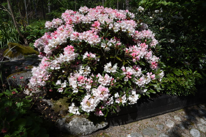 Rikblommande rhododendronbuske 'Koichiro Wada' med rosa knoppar och vita blommor i en trädgård.