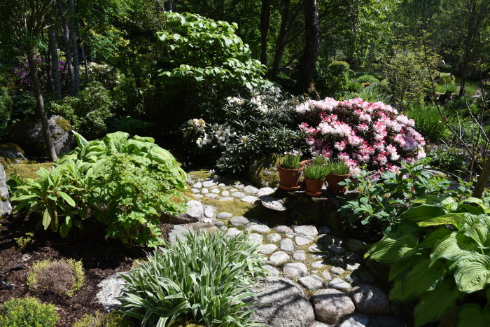 Trädgård med stenstig, frodiga gröna växter och rosa blommande Rhododendron ‘Koichiro Wada’.