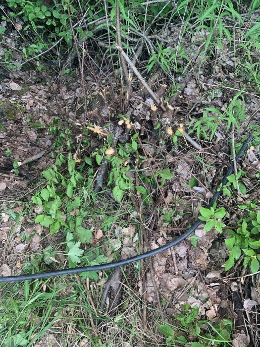 Fällda små träd och buskage på skogsmark med synlig svart kabel.