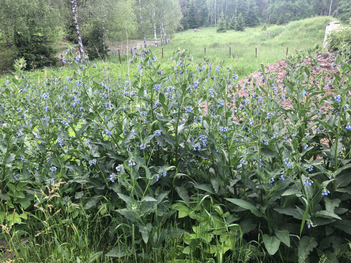 Blommande blå blommor i en frodig grön naturmiljö som lockar humlor.