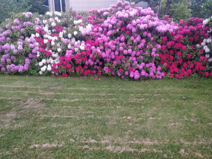 Lummig rhododendronbuskage i olika nyanser av rosa, lila och vitt längs en gräsmatta.