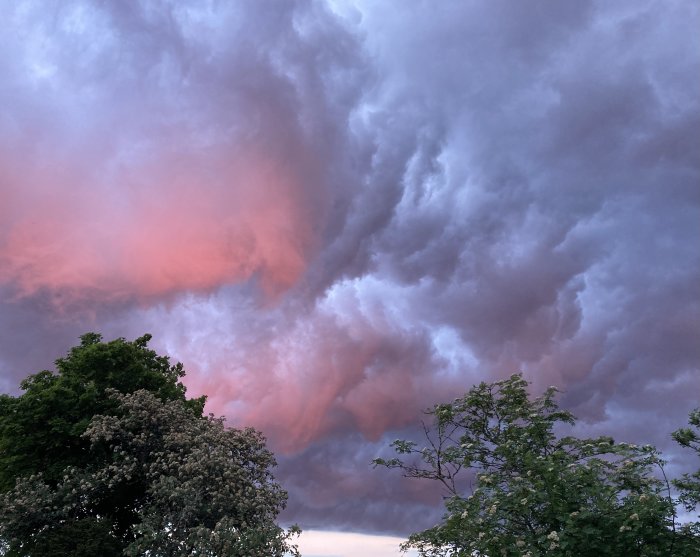 Dramatisk himmel med tjocka moln i lila och rosa nyanser ovanför trädtaket vid skymning.