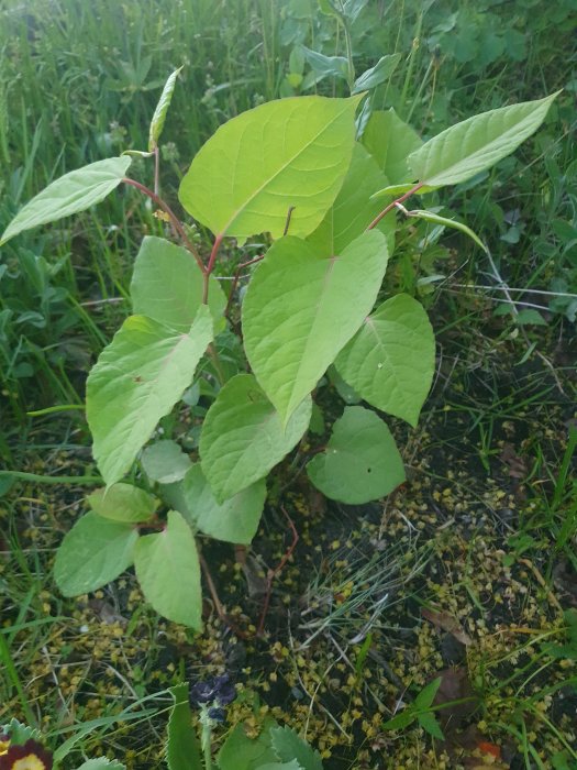 En grön växt med stora blad och bambuliknande stammar i en gammal rabatt omgiven av gräs och marktäckning.