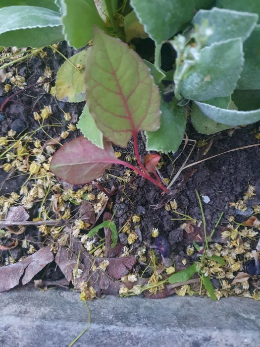 Planta med bambuliknande stammar och raka bladkanter i en gammal rabatt, eventuellt sidoskott syns.